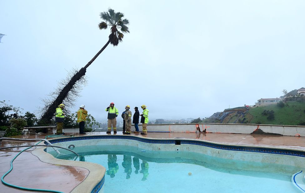 A mudslide toppled this palm