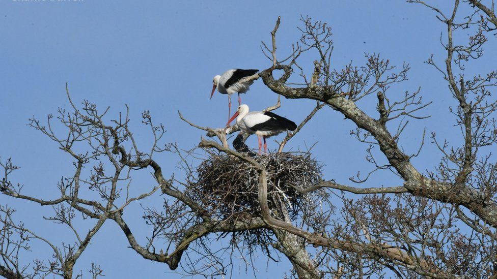 Storks on the first nest which now contains five eggs