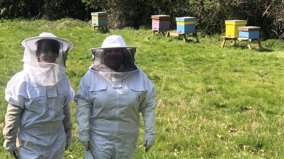 Bee fostering scheme launches in Dorset and Hampshire BBC News