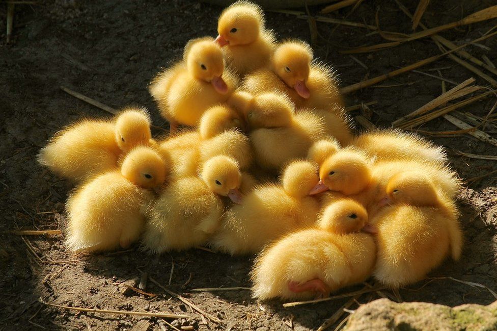 A pile of ducklings