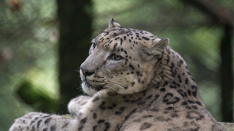 Snow leopard sitting in India's largest high-altitude zoo Padmaja Naidu Himalayan Zoological Park (PNHZP) in Darjeeling, West Bengal