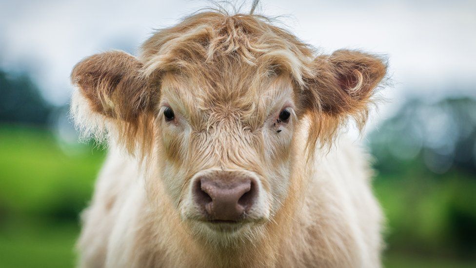 A highland calf
