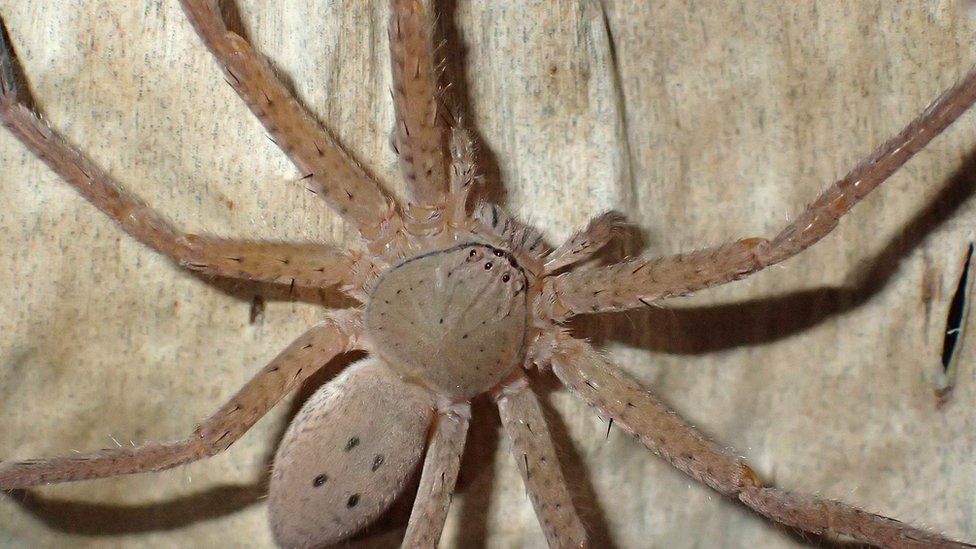 Greta Thunberg: Meet the Thunberga Greta! A new spider species named ...