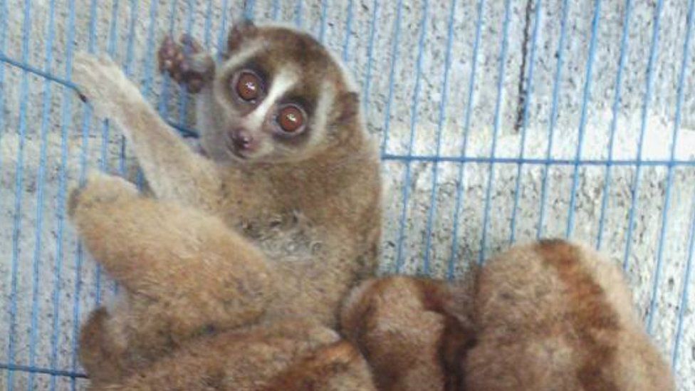 Slow lorises in a cage