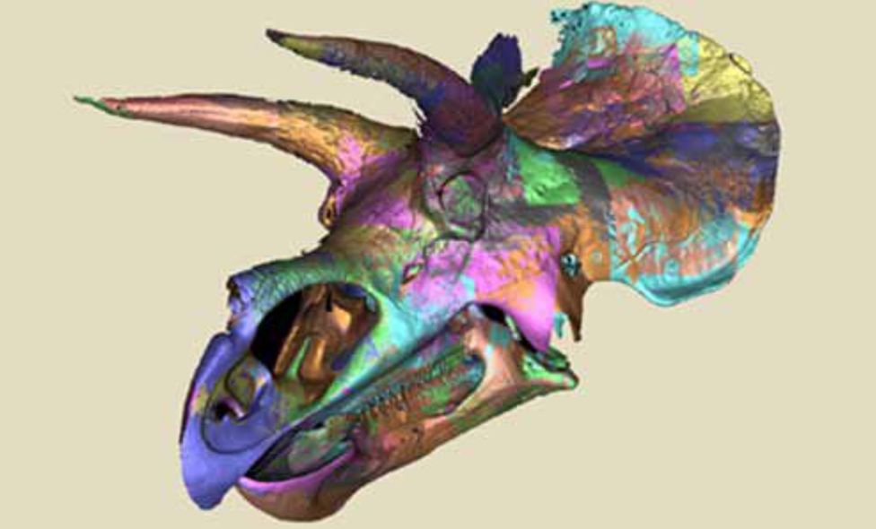 Digital scan of Triceratops (c) Smithsonian Institution