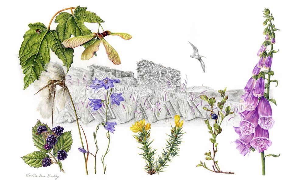 Plants from West Pennine Moors by Caroline Buckley