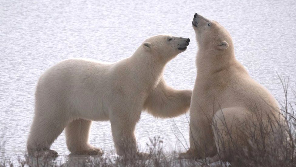 Polar bears in Churchill (c) PBI/BJ Kirschhoffer