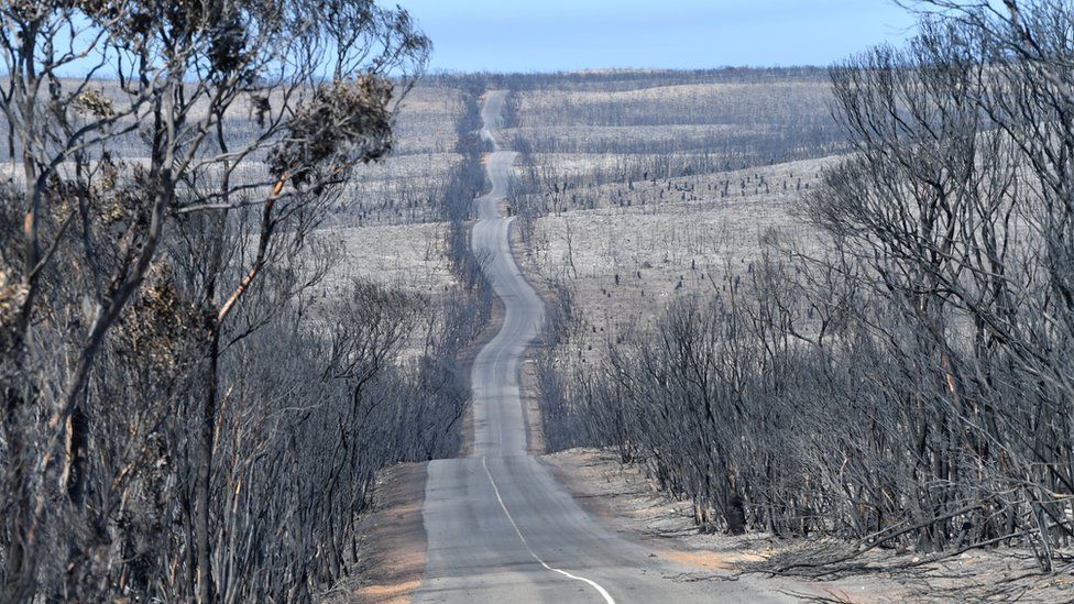 Scorched trees line a long and windy road affected by bushfires at Flinders Chase National Park on 7 January