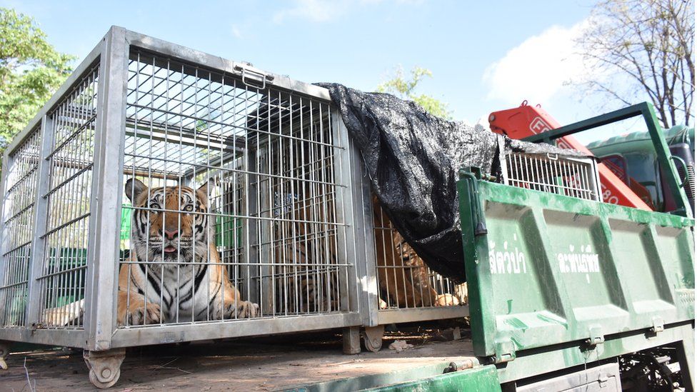 Thailand Tiger Temple: Forty dead cubs found in freezer - BBC News