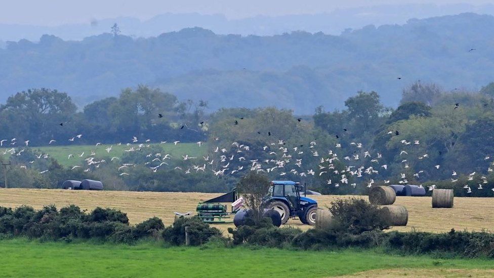 Tractor in field with birds flying overhead