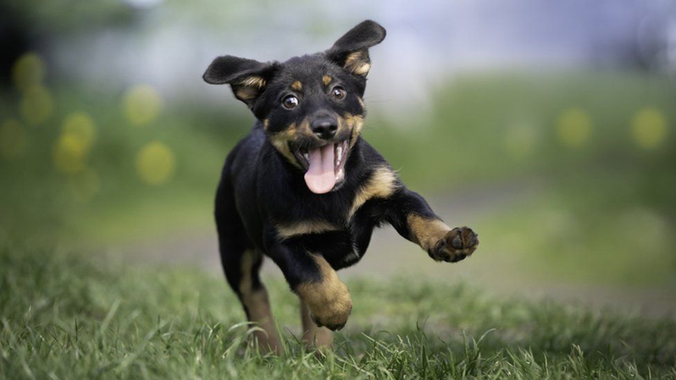 A happy black and tan puppy running on grass with his tongue out.