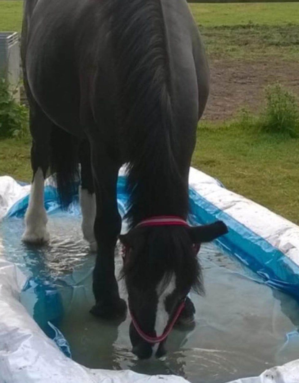 Flash the horse drinking from a paddling pool in a field