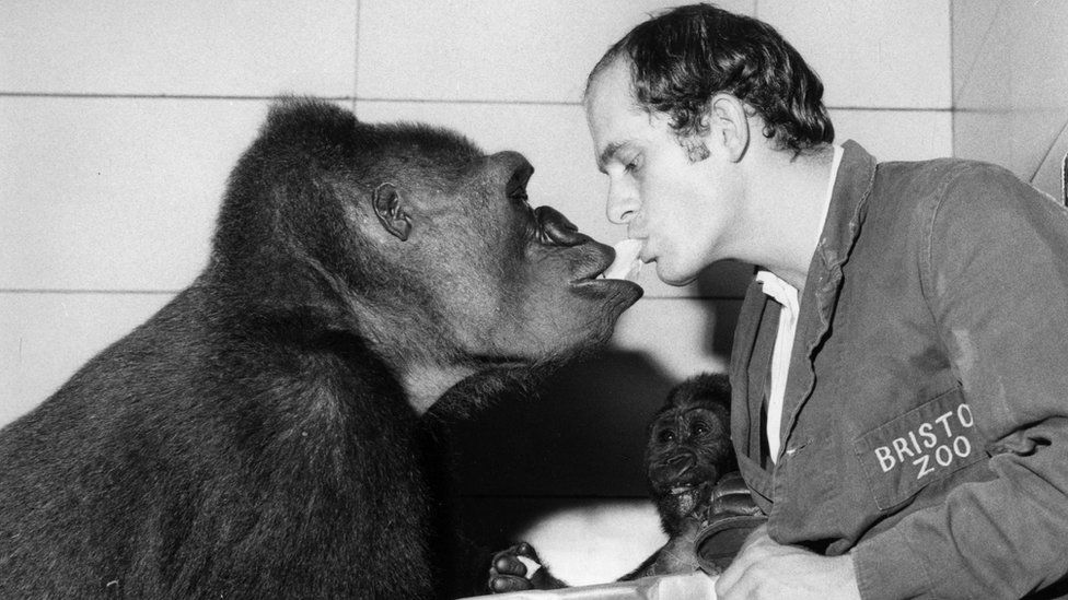 Delilah eating a banana with Michael Colbourne, Head Keeper of the Ape House in Bristol Zoo