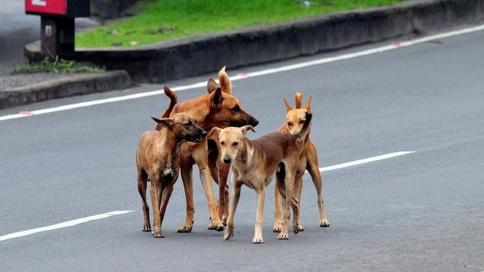 The government says the population of stray dogs can be controlled through sterilisation