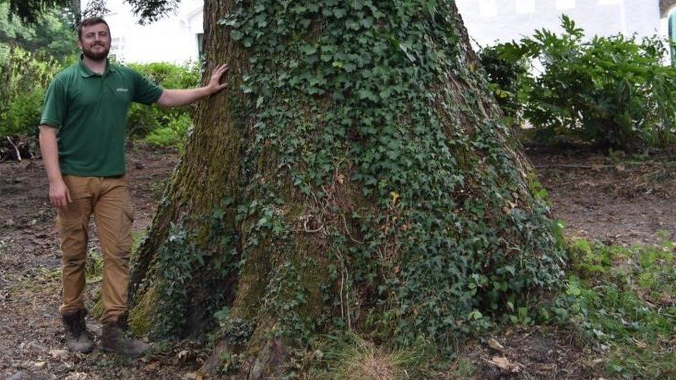 dutch-elm-disease-found-in-isle-of-man-s-oldest-tree-bbc-news