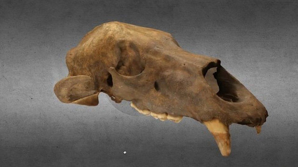 14,000 year-old bear skull (c) DigVentures