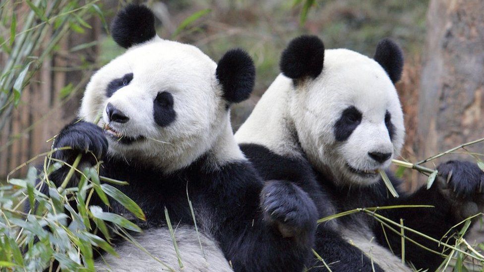 Giant pandas eat bamboo at the China Conservation and Research Centre