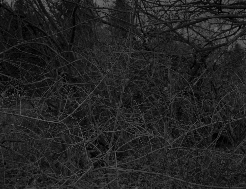 Bey-Untitled #16 (Branches with Thorns) by Dawoud Bey