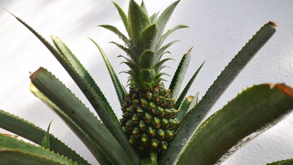 This pineapple is believed to be the first grown in Wales for 100 years
