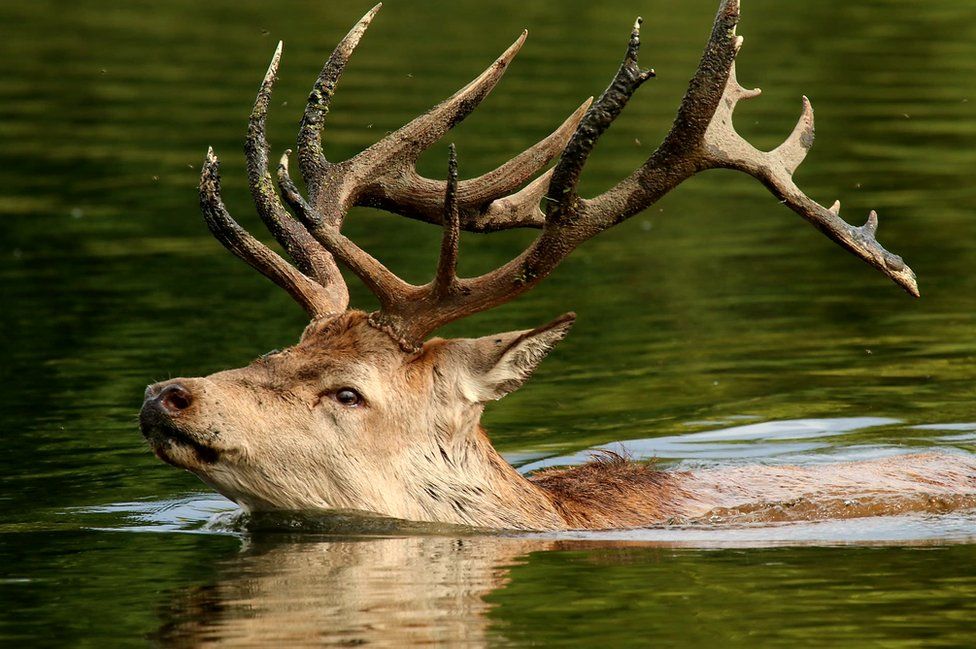 Swimming deer