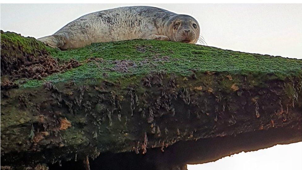 Seal atop a pillbox