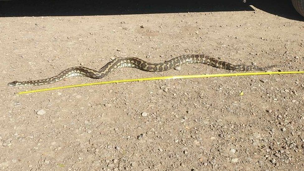 Dead carpet python laid next to a tape measure