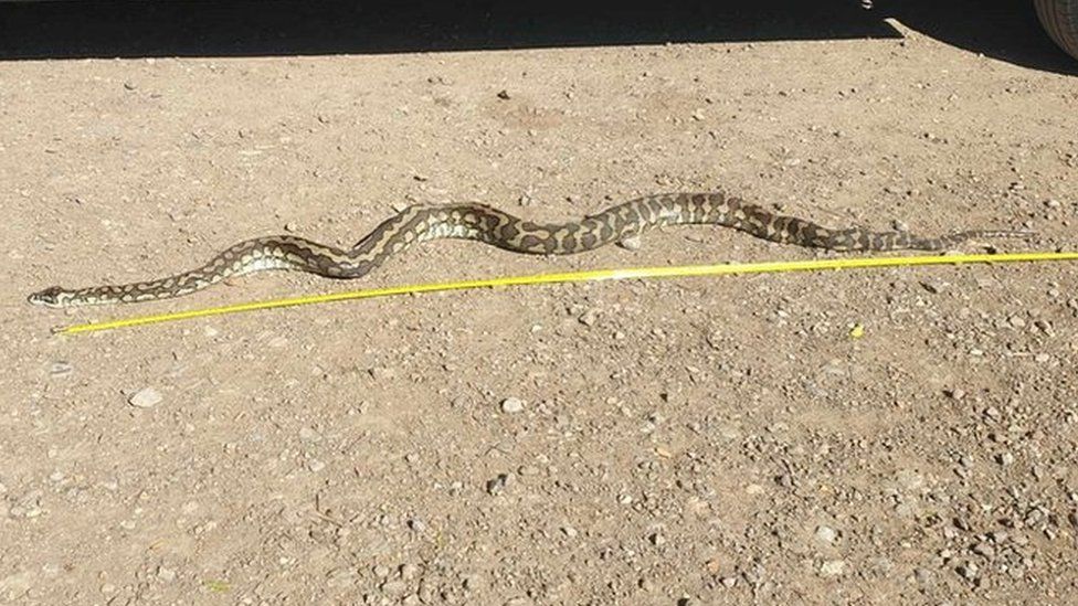 PICS: Multiple snakes 'playing dead' captured from properties