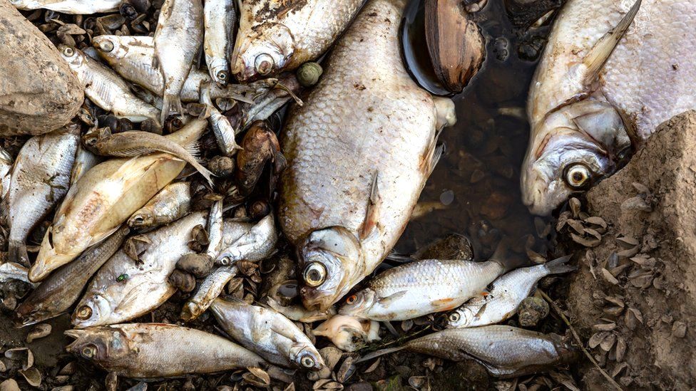 Dead fish lie on the bank of Oder river in Kostrzyn on Oder in Poland, 13 August 2022