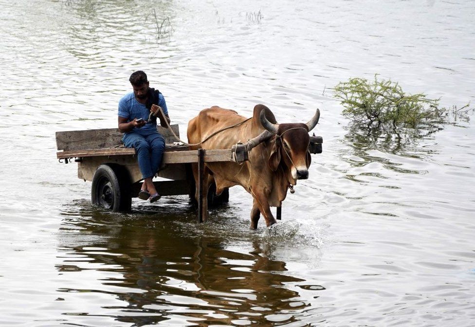A man checks his phone while riding a bullock cart along a waterlogged road following a rainfall on the outskirts of Ajmer on August 3, 2023.