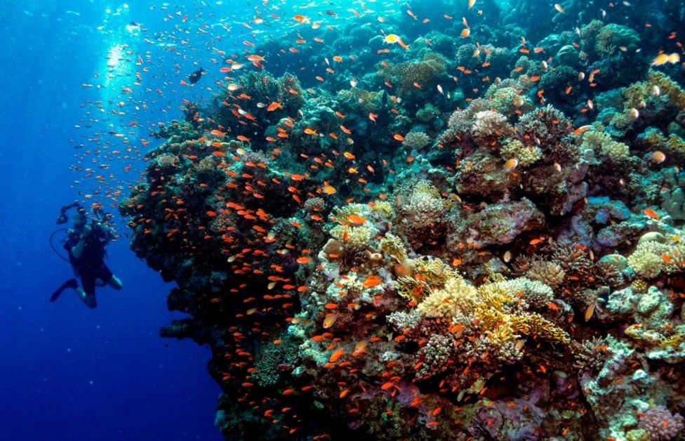 What does a healthy coral reef sound like? - BBC Newsround