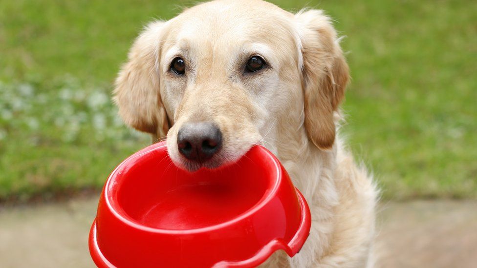 Dog with empty bowl