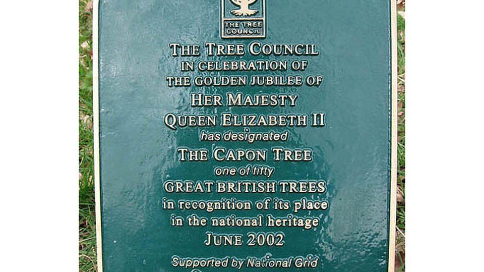 In 2002, the Capon Tree was regarded as one of Britain's 50 greatest trees