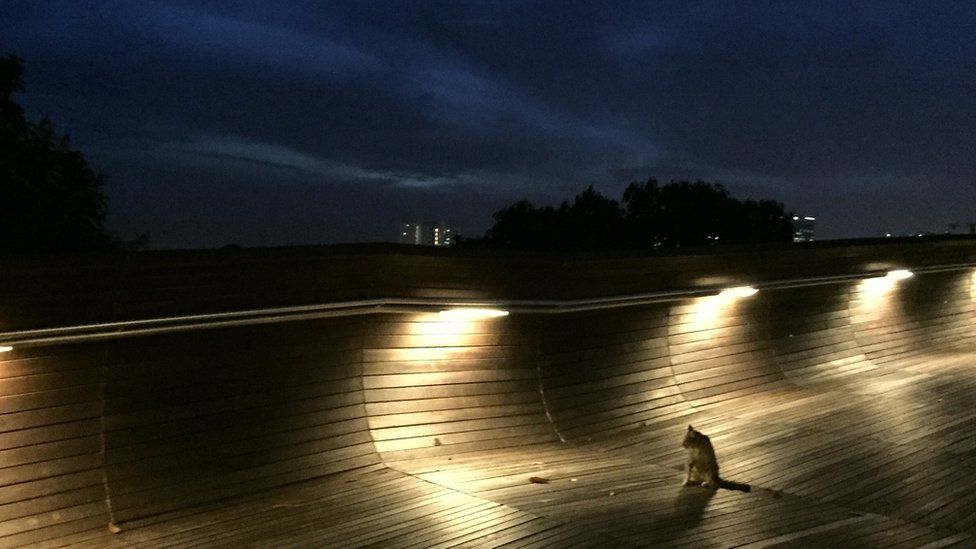A cat on the Henderson Waves walkway in Singapore