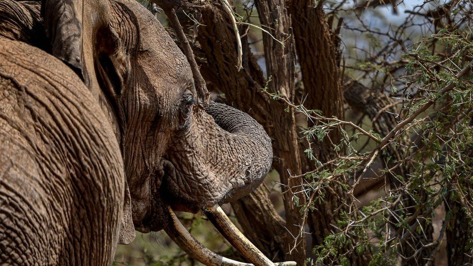 Animals census Why is Kenya counting ALL of its animals? BBC Newsround