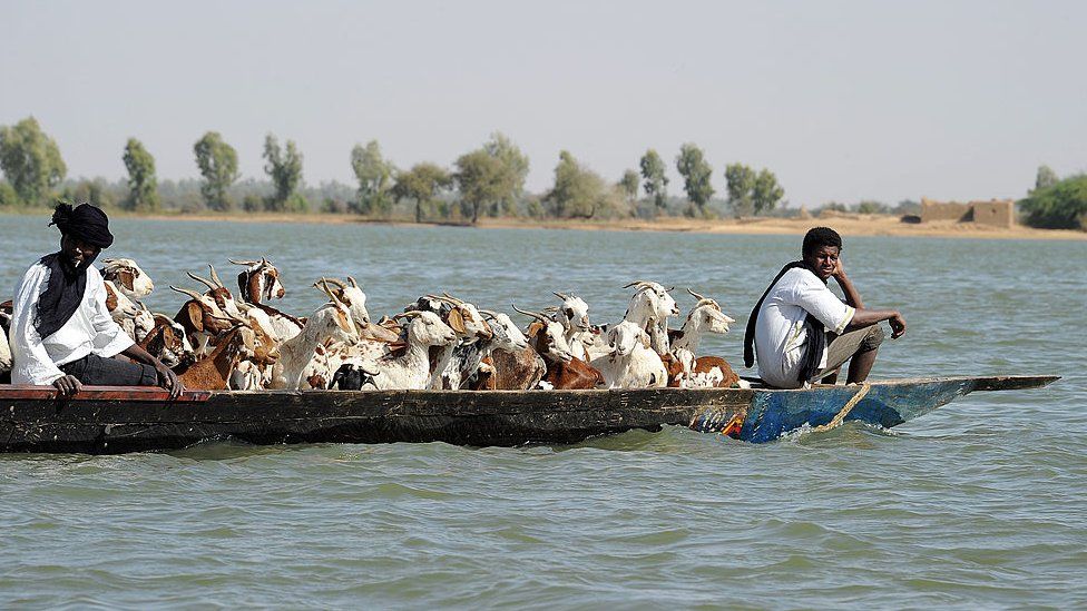 Pastores sentados en una piragua con su ganado mientras viajan por el río Níger, cerca de Tombuctú,