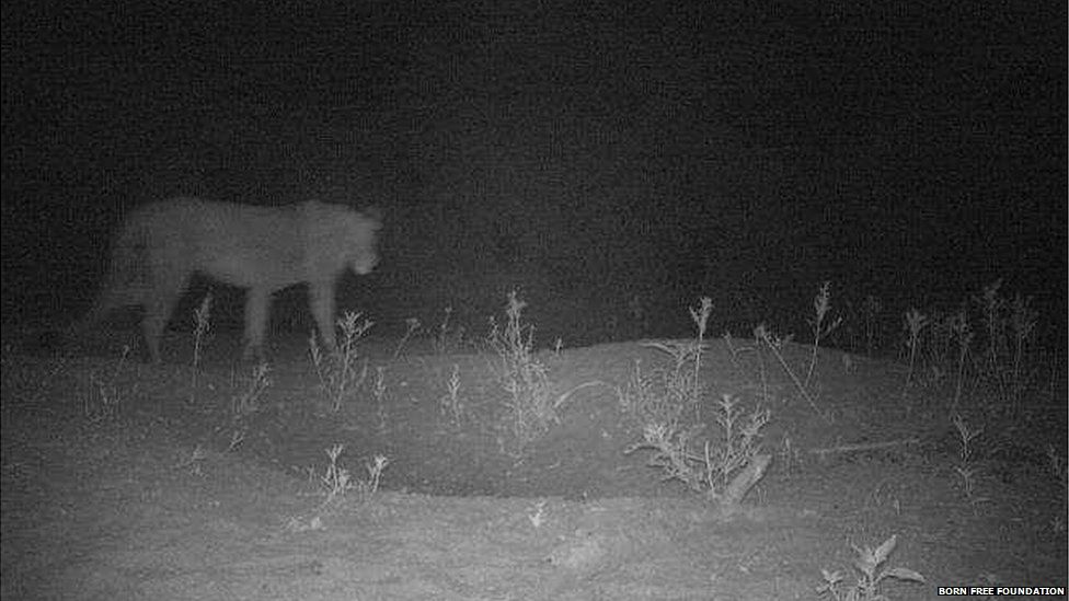 lion from a camera trap
