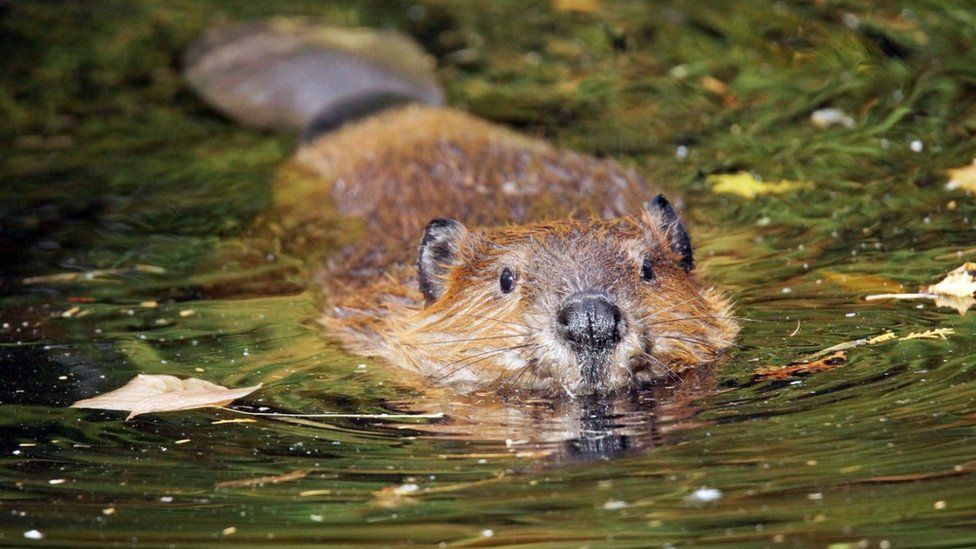 beaver in water