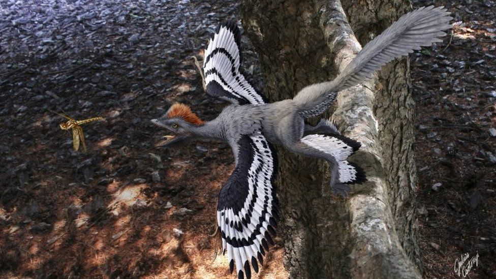 Anchiornis huxleyi feathered dinosaur, artwork. This non-avian dinosaur is shown hunting a flying insect from a tree branch. A. huxleyi was identified in 2009, based on fossils found in China dating from the Jurassic.
