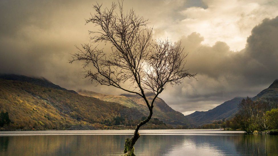 The 'lonely tree' in Llanberis, Snowdonia