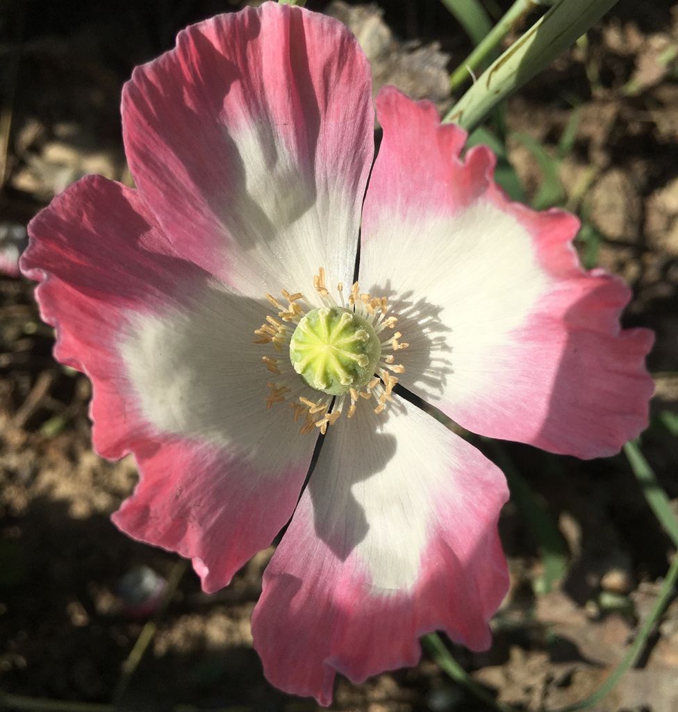An opium poppy in bloom