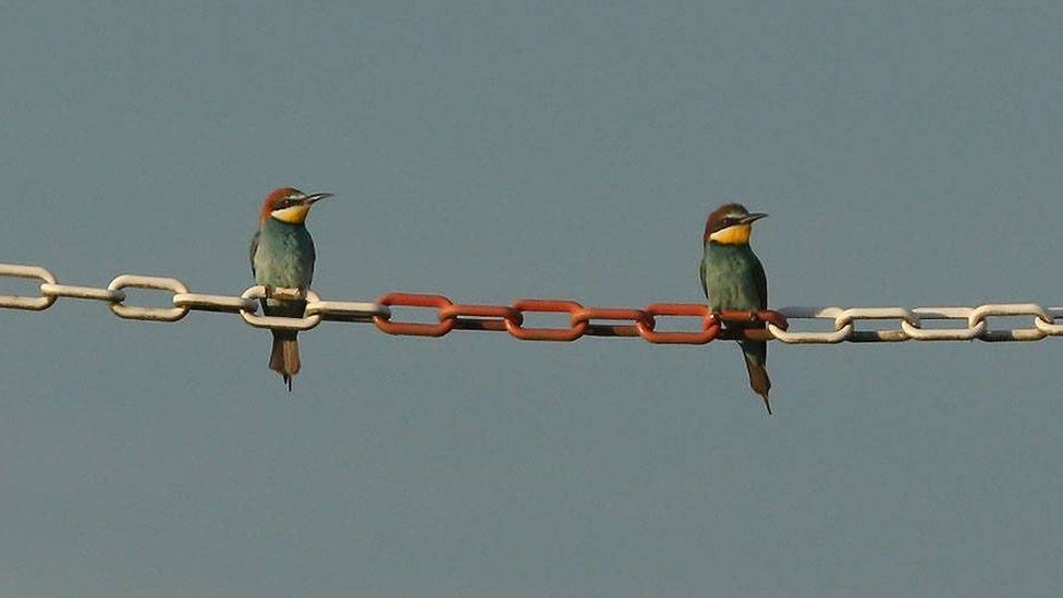 Bee-eaters at Cemex quarry