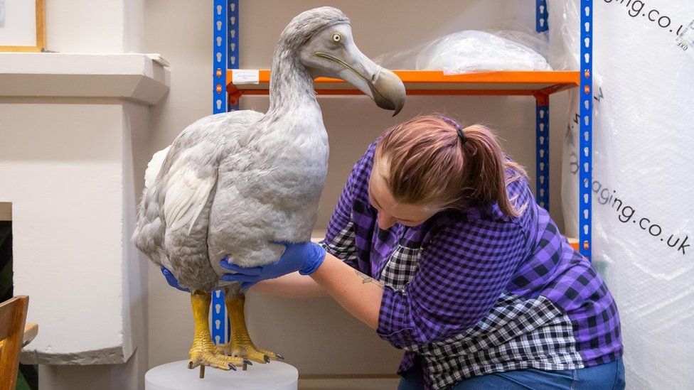 The Oxford Dodo  Oxford University Museum of Natural History