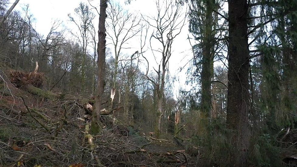 Damaged trees along the west shore of Windermere