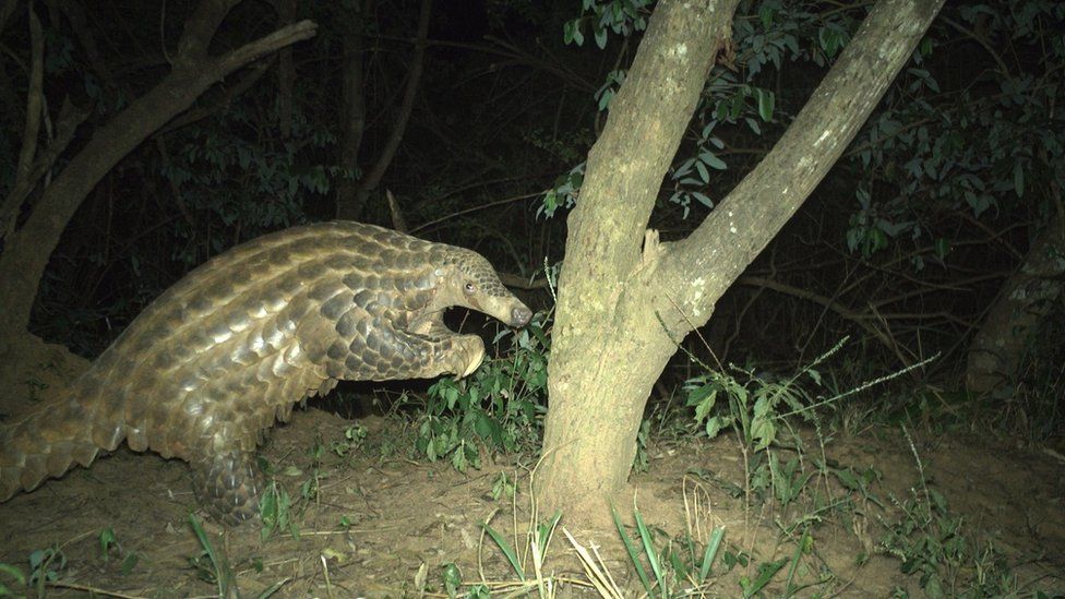 The rare giant pangolin is being studied to boost their survival chances