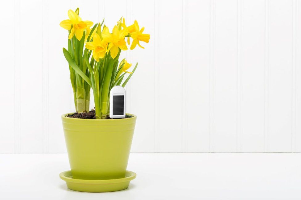 A Greensens sensor beside a daffodil plant