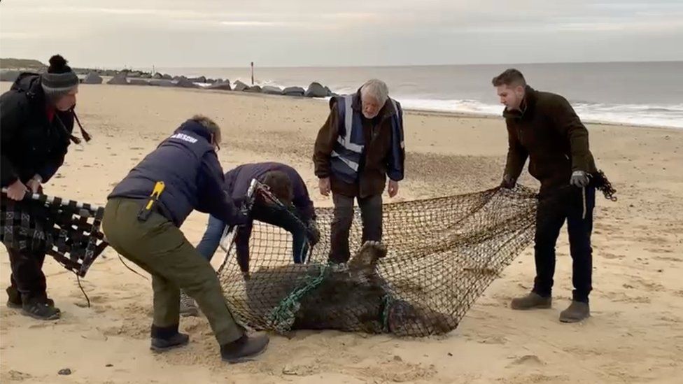 The seal being rescued at Horsey