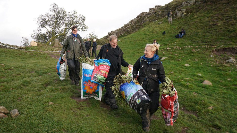 National Trust rangers carrying plastic bags filled with small branches from the chopped down sycamore