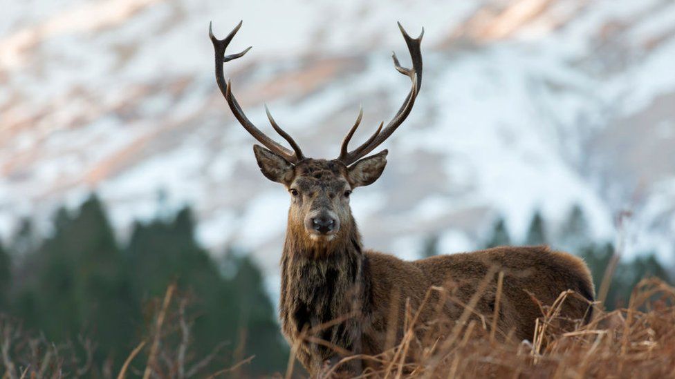 Red deer stag