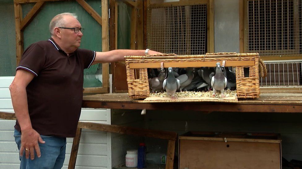 Pigeon owner Alan Todd