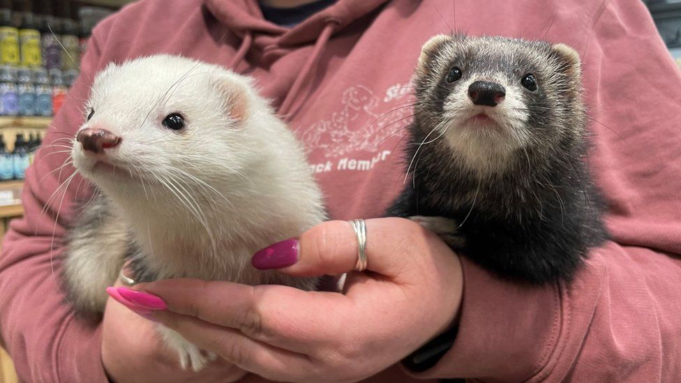 Ferrets Chaos and Riot